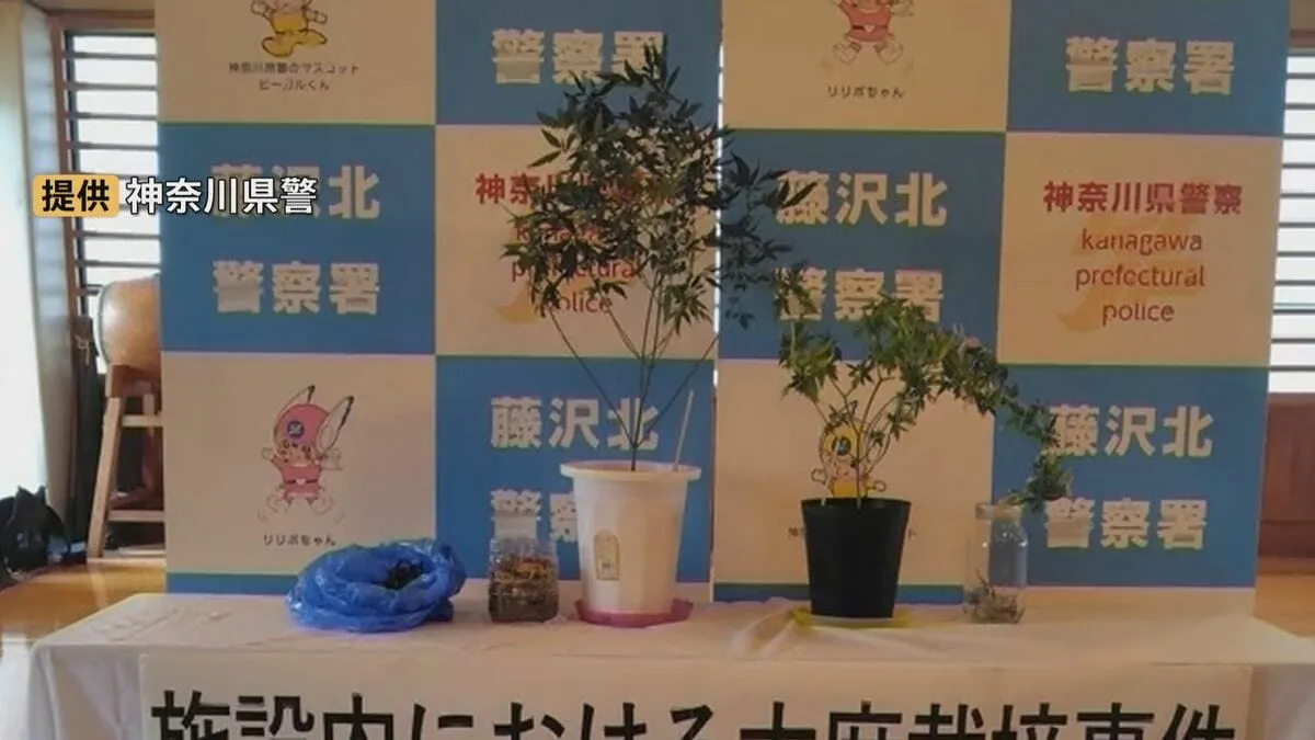 「栽培したら安く済むと…」神奈川県藤沢市の障害のある児童の支援施設の管理者の男を大麻を栽培した疑いで現行犯逮捕　自分の仕事部屋で栽培　神奈川県警