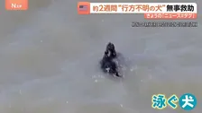 サンフランシスコ湾を泳ぐ黒い点…正体は約2週間行方不明の犬！消防隊が救助