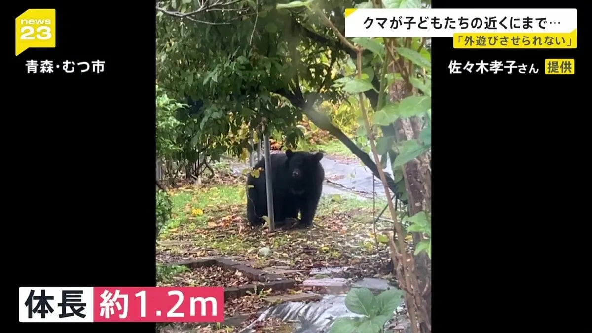 保育園のそばにもクマ出没「外遊びは一切させていません」各地で出没増加の影響広がる…毎年恒例“イチョウ並木のライトアップ”今年は中止【news23】