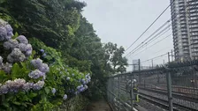 【速報】湘南新宿ラインが倒木の影響で一部区間で運転見合わせも午後6時に運転再開見込み