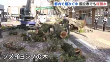 また都内で桜の木が倒れる　国立市・矢川駅前で「10～15mくらいの倒木」と通報　横断歩道ふさぐ　先月～砧公園や千鳥ヶ淵で倒木相次ぐ