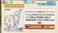 クルーズ船で“集団感染”か「ハンタウイルス」とは　専門家「日本国内で広がる可能性は低い」【ひるおび】