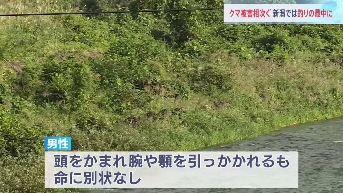 クマが釣り人の頭をかむ「歩いていたら茂みから突然クマが…」けがの男性（70代）がクマを押し返す 新潟・南魚沼市
