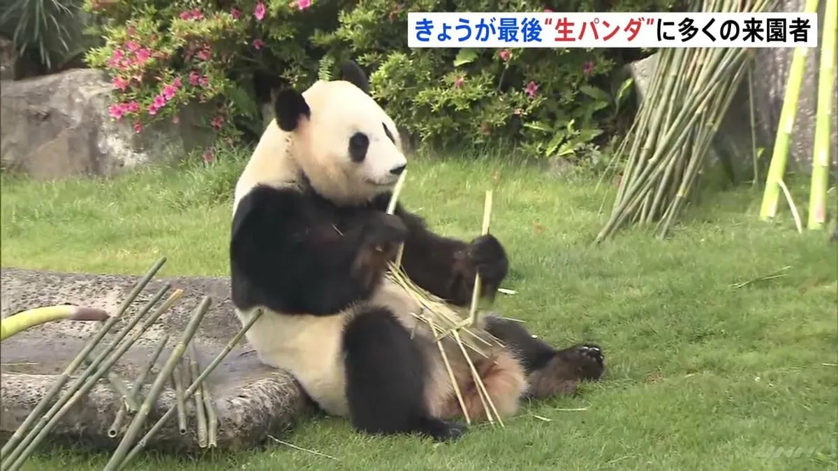 “屋外”で直接見られるのはきょうで最後　アドベンチャーワールドのパンダ4頭、あすから検疫のためガラスに囲まれた施設に隔離へ