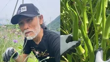 【片岡鶴太郎】巨大オクラを収穫「自然の恵みと、植物の生命力を感じる」山梨の畑で