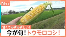 保存は“縦”で！加熱は電子レンジで！　自宅でおいしく！初夏の定番「トウモロコシ」【Nスタ】
