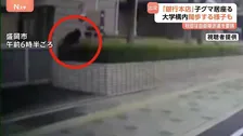 え?銀行の駐車場にクマが…岩手・盛岡市でクマ出没相次ぐ 秋田では県知事が自衛隊に派遣要請