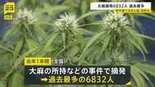 大麻めぐる摘発人数6832人で過去最多に 全体の7割以上が20代以下「SNSの普及で入手が簡単に」