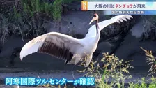 特別天然記念物「タンチョウ」が大阪府に飛来　夏の関西で見られるのは「非常に珍しい」専門家も驚き