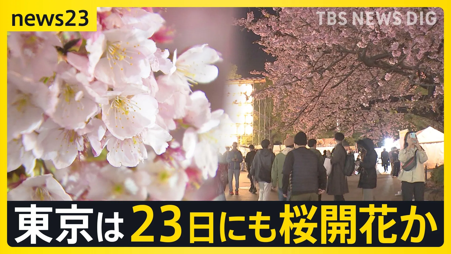 気温上昇　夜桜に「生ビール一択」 東京は4月上旬並みの暖かさ　東京は日曜にも桜開花か　気象予報士 森田さん解説【news23】