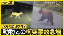 全国で相次ぐクマ出没…動物と車の衝突事故が続出　北海道のレンタカー店「動物に気を付けて」シカとの衝突事故で大破も　注意呼びかけ【news23】