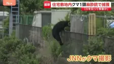 クマの目撃相次いでいた栃木・宇都宮市で1頭捕獲　住宅街に逃げ込み…麻酔銃使って捕獲　フェンスよじ登る姿も