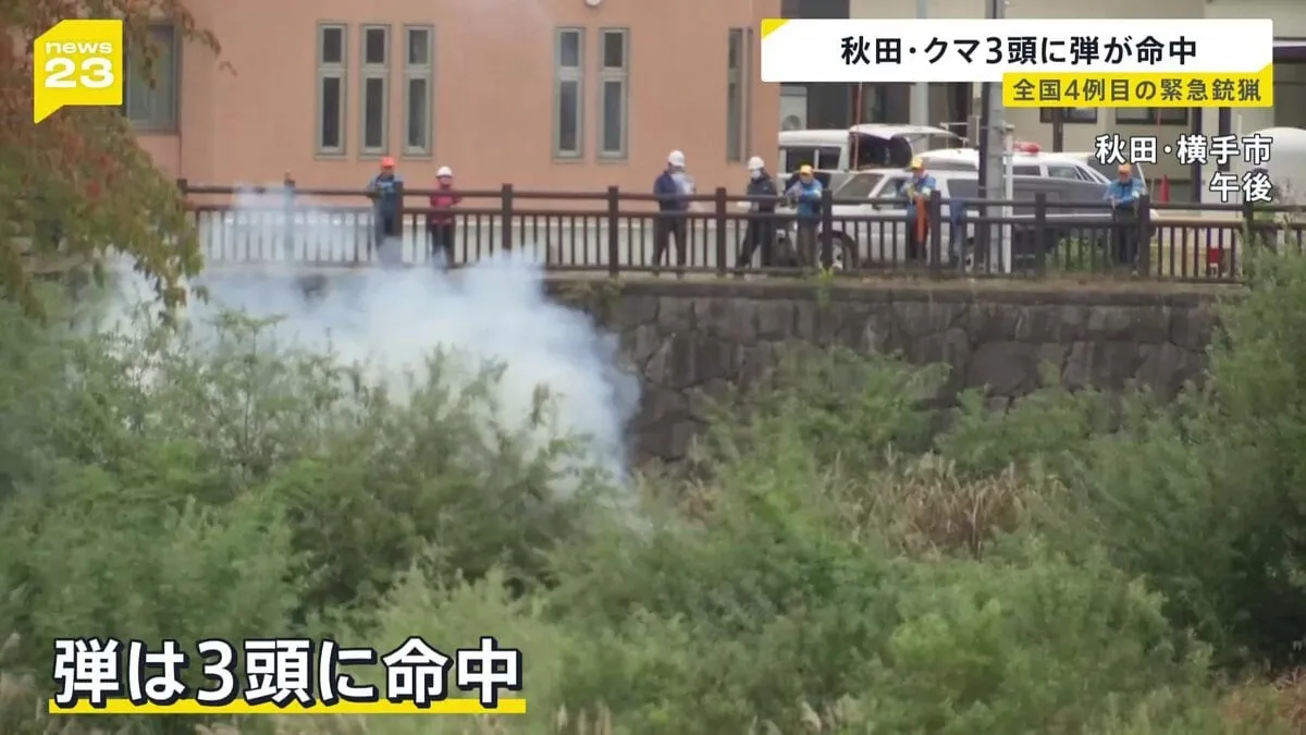 親子とみられるクマ3頭に弾が命中　河川敷付近を徘徊…市長指示のもと緊急銃猟　秋田・横手市