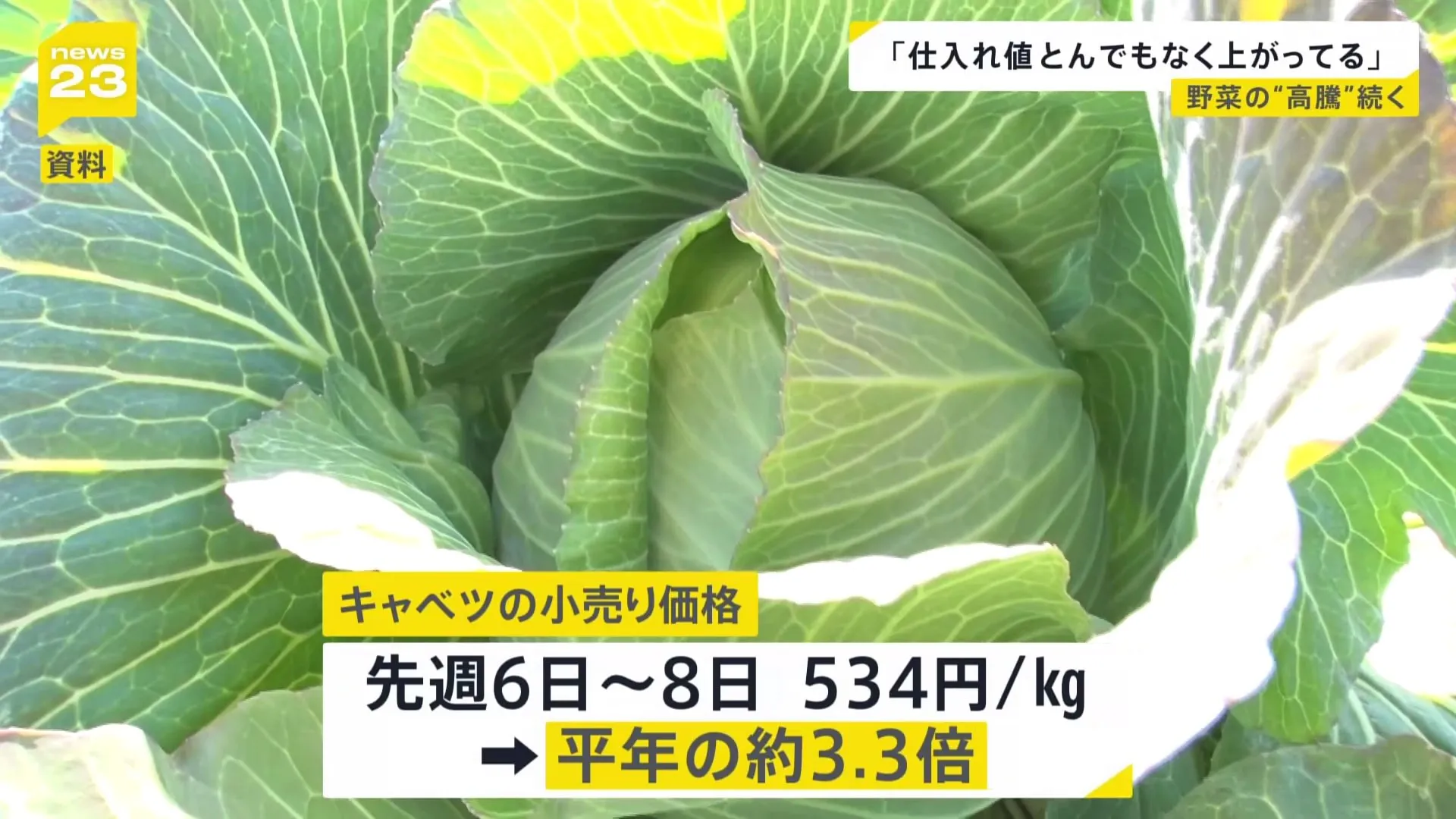 「仕入れ値とんでもなく上がってる」野菜が高騰　キャベツが平年の3.3倍　補助金縮小でガソリンも値上げへ “歴史的水準”に【news23】