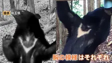 クマの個体数把握へ 全国統一のカメラ調査始まる　“胸の模様”で個体識別 800台以上を全国各地に設置方針