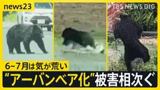 「6～7月は気が荒くなっている」進む“アーバンベア化”　石川・奈良・島根で人身被害　市街地に慣れたクマは行動に変化？【news23】