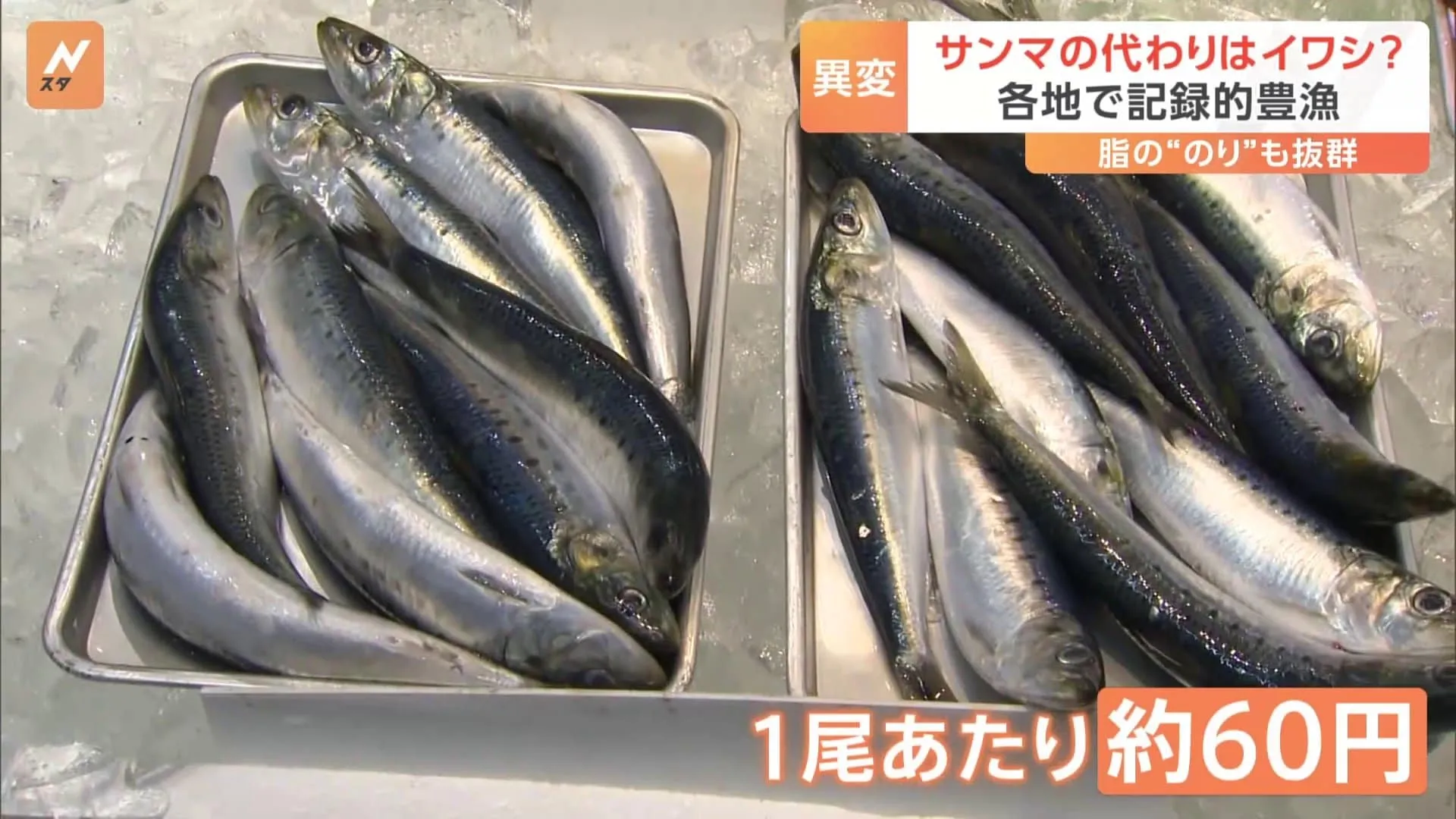 イワシが物価高の救世主に！？「高い時の半値くらい」豊漁で脂がのっている！専門店が教える見極めポイント