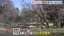 都立公園での倒木 今年度は85件　女性が下敷きになる事故も…東京都「倒木の可能性のある樹木の早期発見に努める」