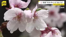 各地で“花散らしの雨”…見ごろを迎えた桜の名所では「桜より酒」　1日も全国的に雨の予報…“花見のラストチャンス”は？【news23】