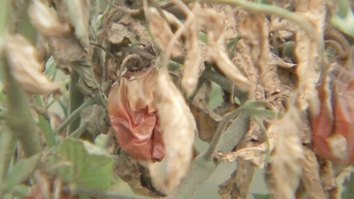 「猛暑インフレ」食卓を直撃 “夏野菜が作れない” 豚肉も高騰　家計負担10万円超試算も