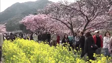 静岡「河津桜まつり」多くの花見客でにぎわい　伊豆地方“最高気温21℃予想”のポカポカ陽気に