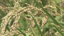 コメの平均価格が5キロあたり3198円　在庫の積み上がりで安売りの動き強く