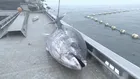 クロマグロ獲れすぎ…売れば10万円も「海に捨てるしかない」 日本提案の漁獲枠25％拡大案、メキシコが直前で別案支持し合意至らず