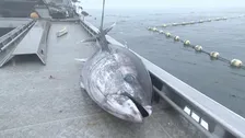 クロマグロ獲れすぎ…売れば10万円も「海に捨てるしかない」 日本提案の漁獲枠25％拡大案、メキシコが直前で別案支持し合意至らず