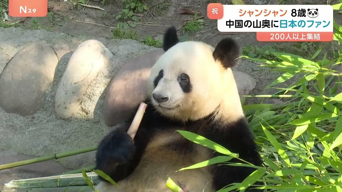 「シャンに会うために頑張って働いた」中国の山奥に日本人の行列 シャンシャン8歳の誕生日を祝福