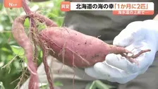 温暖化で北海道に異変　気温上昇で“さつまいも”生産が可能に　誕生「芋焼酎」は新たな特産品になるか