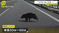 【ドラレコ映像】岩手・東北道を走行中の車にクマが衝突　中央分離帯から突然の飛び出し バンパーが割れ車体には毛が付着　2日前には秋田道のSAで目撃情報