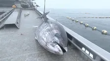 クロマグロ獲れすぎ…売れば10万円も「海に捨てるしかない」 日本提案の漁獲枠25％拡大案、メキシコが直前で別案支持し合意至らず