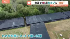 日本食定着のイギリス 記録的熱波で「わさび」が生育不良…こだわりの地元産に“異常気象”が直撃
