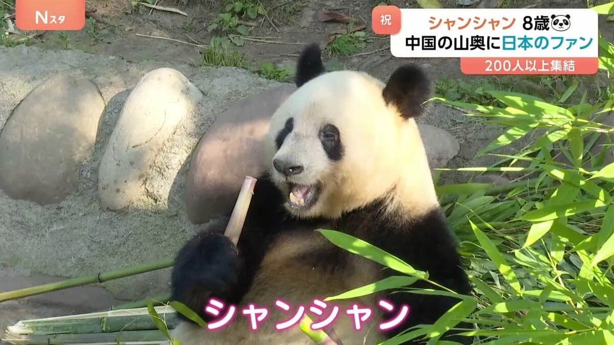 中国の山奥に日本人が行列！「上野生まれのパンダ」シャンシャンが8歳に　200人以上が駆けつけたか