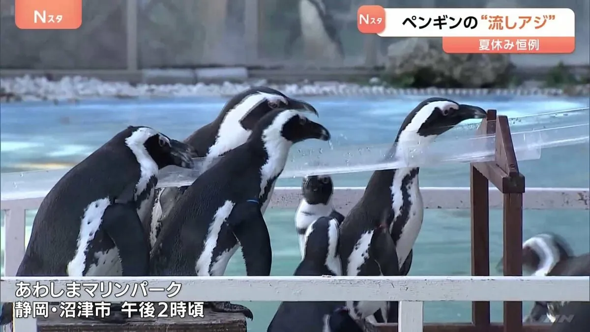 静岡・沼津市の水族館あわしまマリンパークで「流しアジ」が人気集める　ケープペンギンが流れるアジを奪い合い