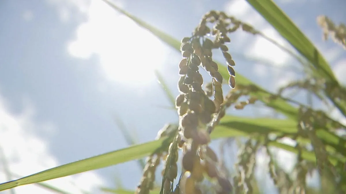 ことしのコメ 収穫量が去年より40万トン増の見通し 作付面積は過去5年間で最大に