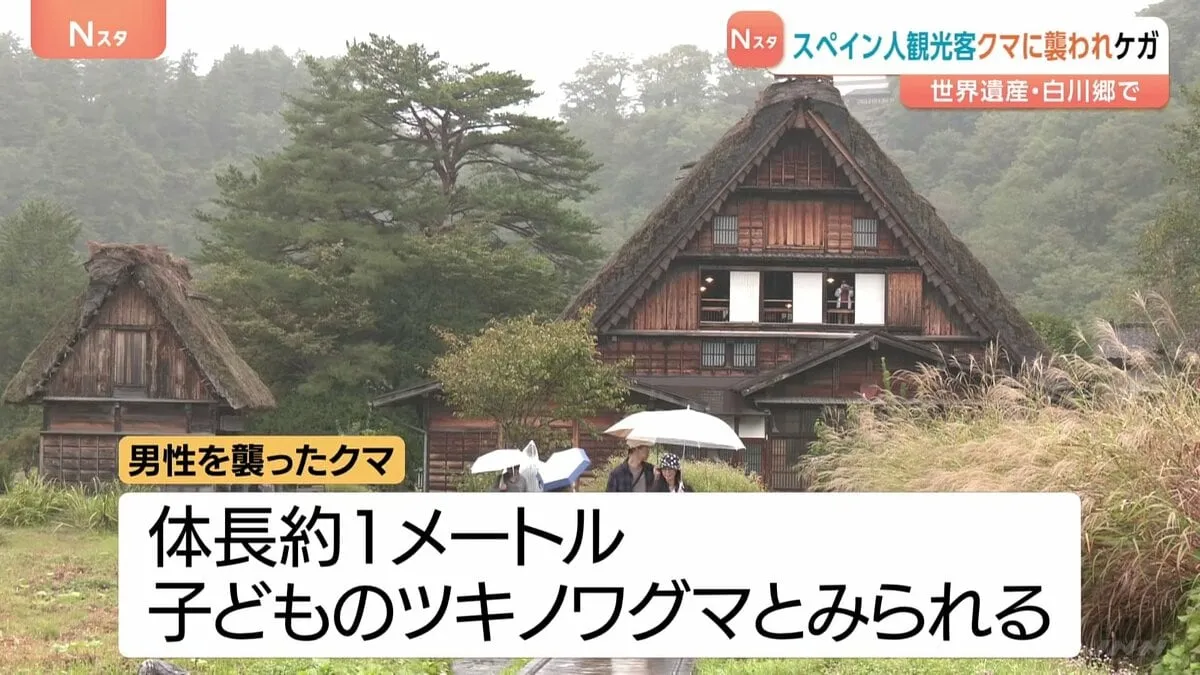 世界遺産・白川郷でクマ出没　スペイン人観光客男性（40）が襲われる　体長1メートルほどで子どものツキノワグマか