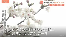 進む桜の「老木化」 世代交代の必要性と戸惑いの声　淡いピンク「ソメイヨシノ」を未来に残すために…検討重ねる現場の苦悩も