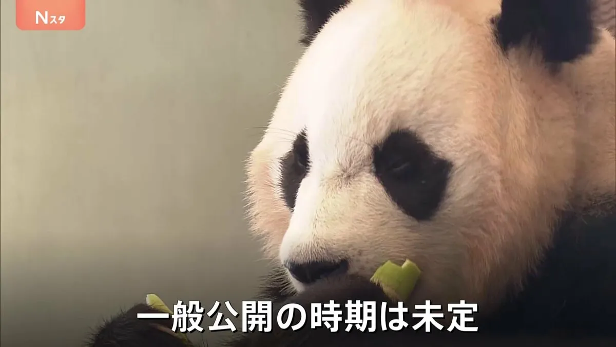 4頭のパンダが今後暮らす「成都ジャイアントパンダ繁殖研究基地」高さ約70メートルの「タケノコタワー」も　和歌山・アドベンチャーワールドのパンダあす（28日）返還