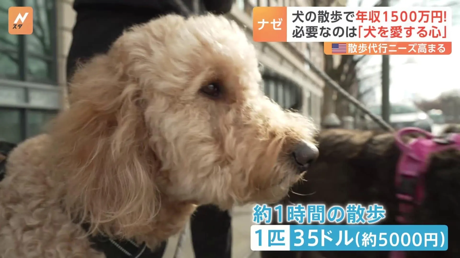 「犬の散歩」で年収1500万円超も　ニューヨークのドッグウォーカー　資格は不要「犬を愛する心」だけ　転機は新型コロナ　ペット飼う人が急増