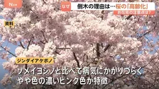 満開なのに…桜の倒木相次ぐ　原因は桜の「高齢化」　樹齢60年超えるとキノコによる腐敗のリスク高まる　次世代の桜「ジンダイアケボノ」に期待集まる