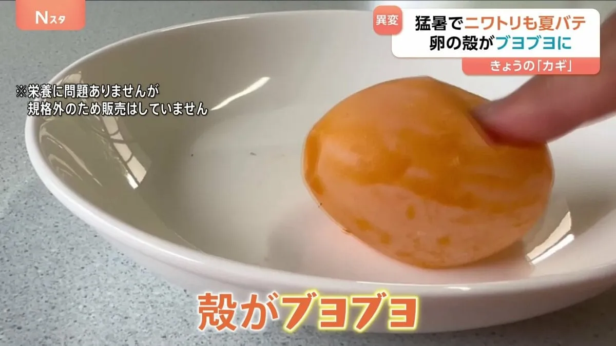 急な猛暑でニワトリ夏バテ！卵に異変“殻がブヨブヨ”に…卵の価格が過去最高値に迫るほど高騰　ラーメン店は煮卵値上がりで悲鳴
