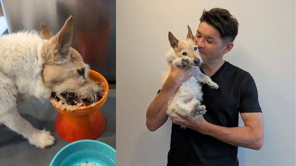 【 いぬ 】照英さんの愛犬テン　 “お昼ご飯を爆食中です” 　高齢でも「嗅覚だけは抜群です」　けなげな姿をフォロワー応援「こっちも幸せになります」