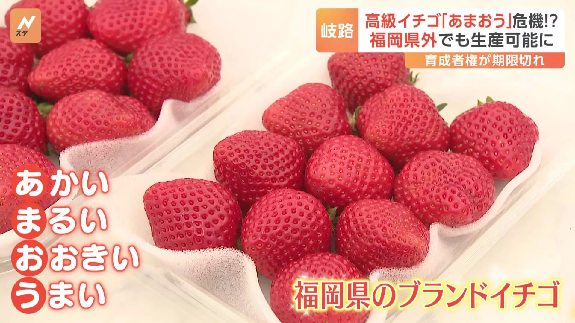 福岡県のブランドイチゴ「あまおう」県外でも“同じ味”生産可能に!?「あまおう」名は商標登録で福岡県産のみ使用可　しかし“育成者権”期限切れで苗の流出懸念