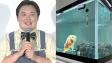 【 やす子 】熱帯魚＆金魚に「夢だった」大水槽をプレゼント　「オスカー30センチくらいなのにノビノビ」ご満悦