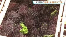 岩手・大槌町でウニ漁解禁　山林火災の影響で11日遅れでの口開け