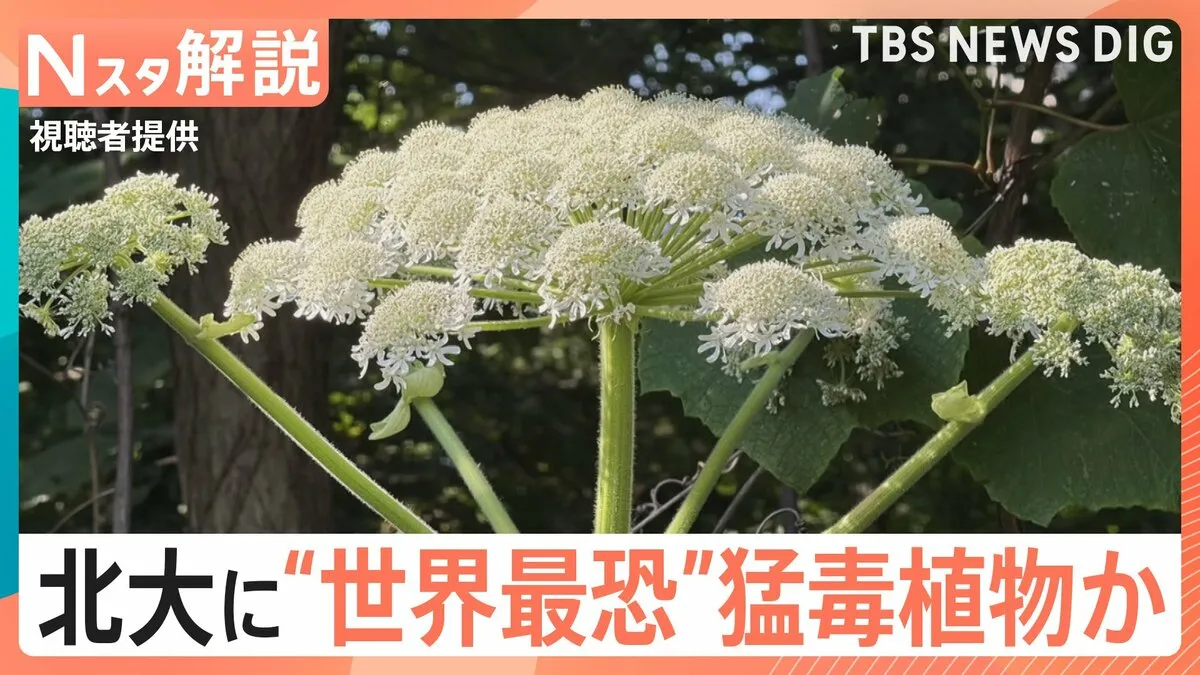 国内未確認のはず…北海道大学に“世界最恐の猛毒植物”バイカルハナウドか　触れると激しい炎症おこす恐れ【Nスタ解説】
