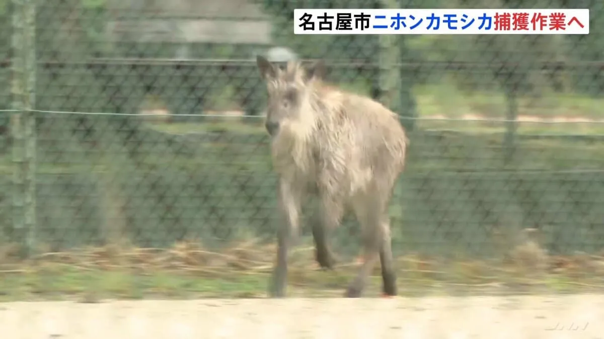 後ろ足引きずり「自力で山に戻るのは難しい」 名古屋市に出没のニホンカモシカ、捕獲へ