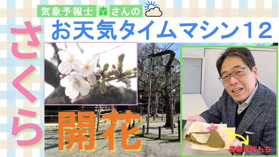 ついに「さくら」開花！いつが見頃？お花見に適した日はいつ？【お天気タイムマシン】