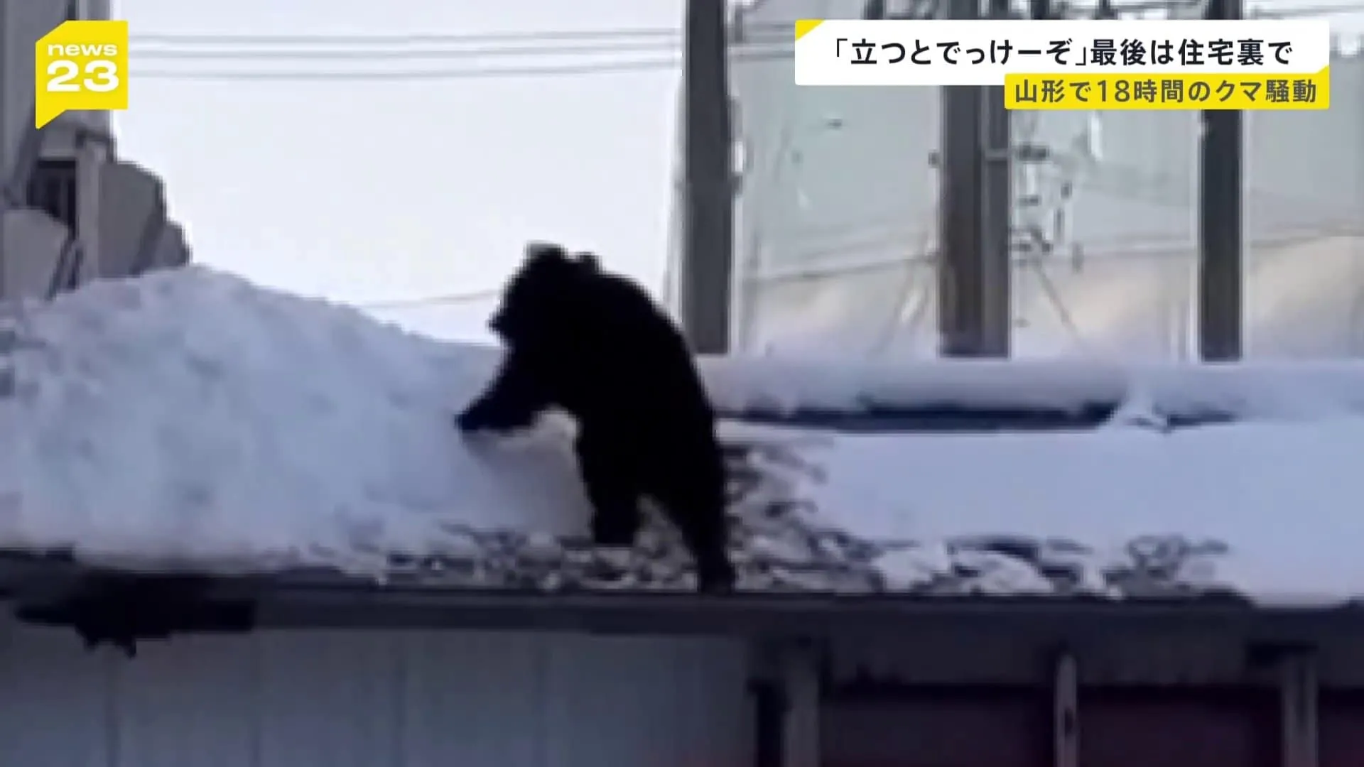 「まさかこんな街の中に…」山形県・新庄市の中学校にクマ出没　捕獲されたクマは山の中に放される